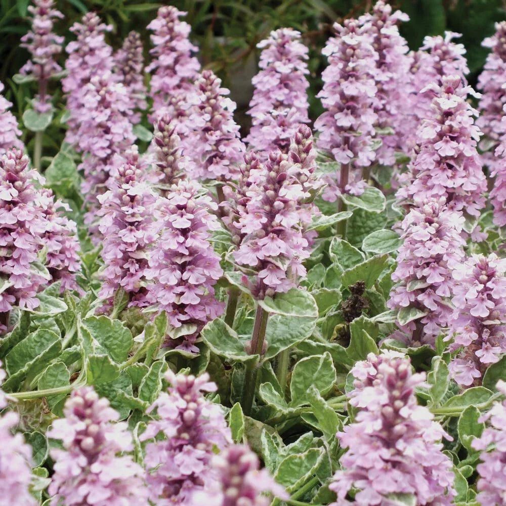Ajuga Reptans Live Plant - Pink Lightning Variegated Ground Cover - Hardy Perennial for Borders & Containers