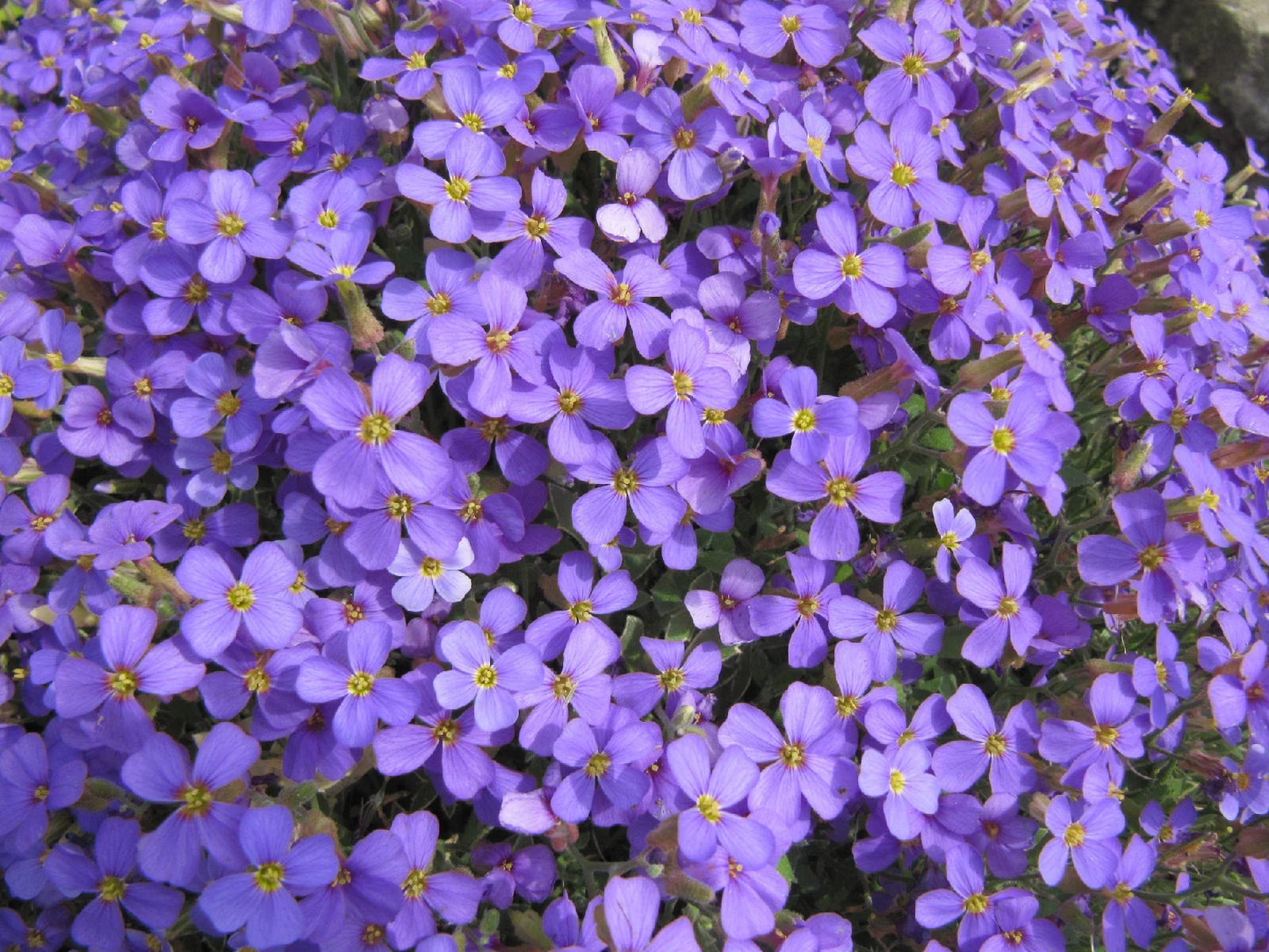 Rockcress Purple Flower Perennial Seeds - Aubrieta deltoidea, Ground Cover, Easy to Grow, Non-GMO, Full Sun, 385 Seeds