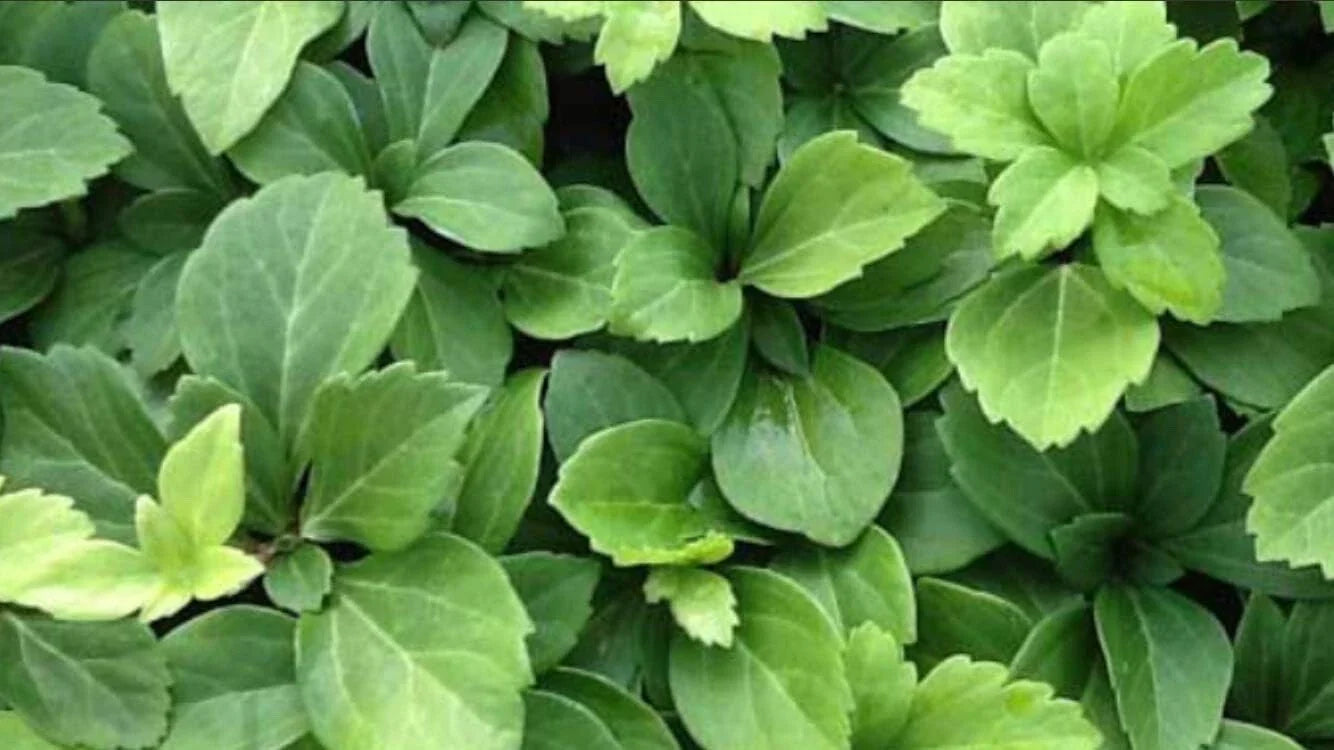 Pachysandra terminalis Bare Root Plants - 50 Count Evergreen Ground Cover for Shade Tolerance, Dense Foliage, Japanese Spurge