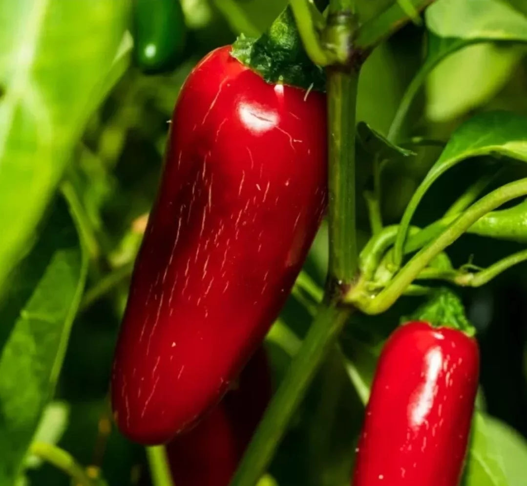 Jumbo Red Jalapeño Pepper Seeds – Capsicum annuum, Large Stuffer Peppers, Spicy Chili Seeds, Non-GMO, 30+ Seeds