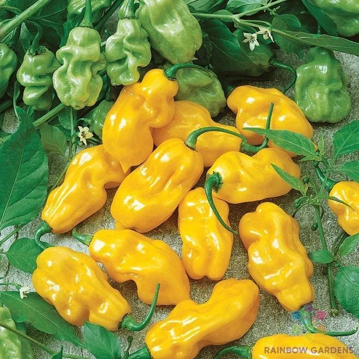 Golden Habanero Hot Pepper Seeds – Capsicum chinense, 25+ Pack for Garden, Culinary, Salsas, Hot Peppers, USA Grown