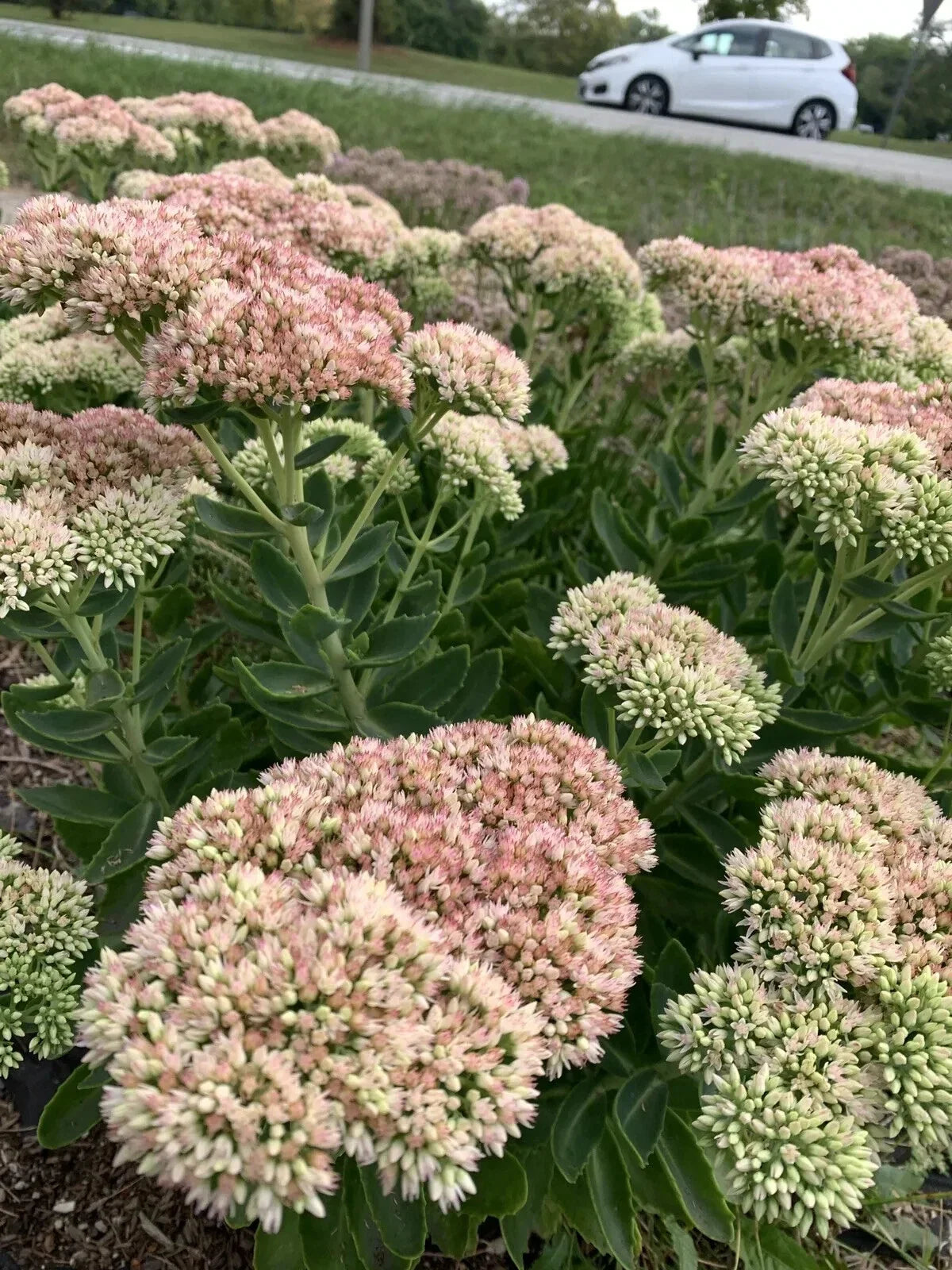 Sedum Autumn Joy Bare Root Plant - Pink Flowers, Attracts Bees, Sedum Telephium, Drought Tolerant, Full Sun, Ground Cover