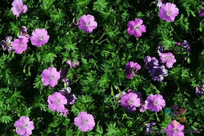 Glenluce Geranium Seeds - 25+ Pack for Garden Planting - Pelargonium × hortorum - Vibrant Summer Blooms