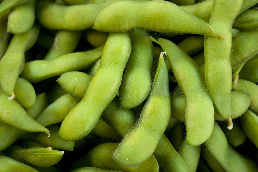 Be-Sweet 292 Edible Soybean Seeds - Non-GMO Organic Glycine max Seeds
