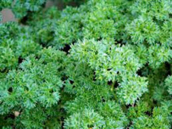 Heirloom Triple Curled Parsley Seeds, Non-GMO, 100 Seeds, Petroselinum crispum, Culinary Herb, Full Sun, Easy to Grow