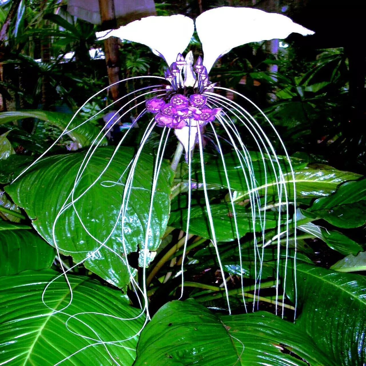 White Bat Orchid Seeds - 10 Pack | Tacca Integrifolia Tropical Houseplant