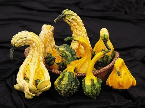 Autumn Jumbo Gourd Seeds – Large Fall Decor Gourds for Planting – Cucurbita pepo, Seasonal Crafts & Harvest Displays