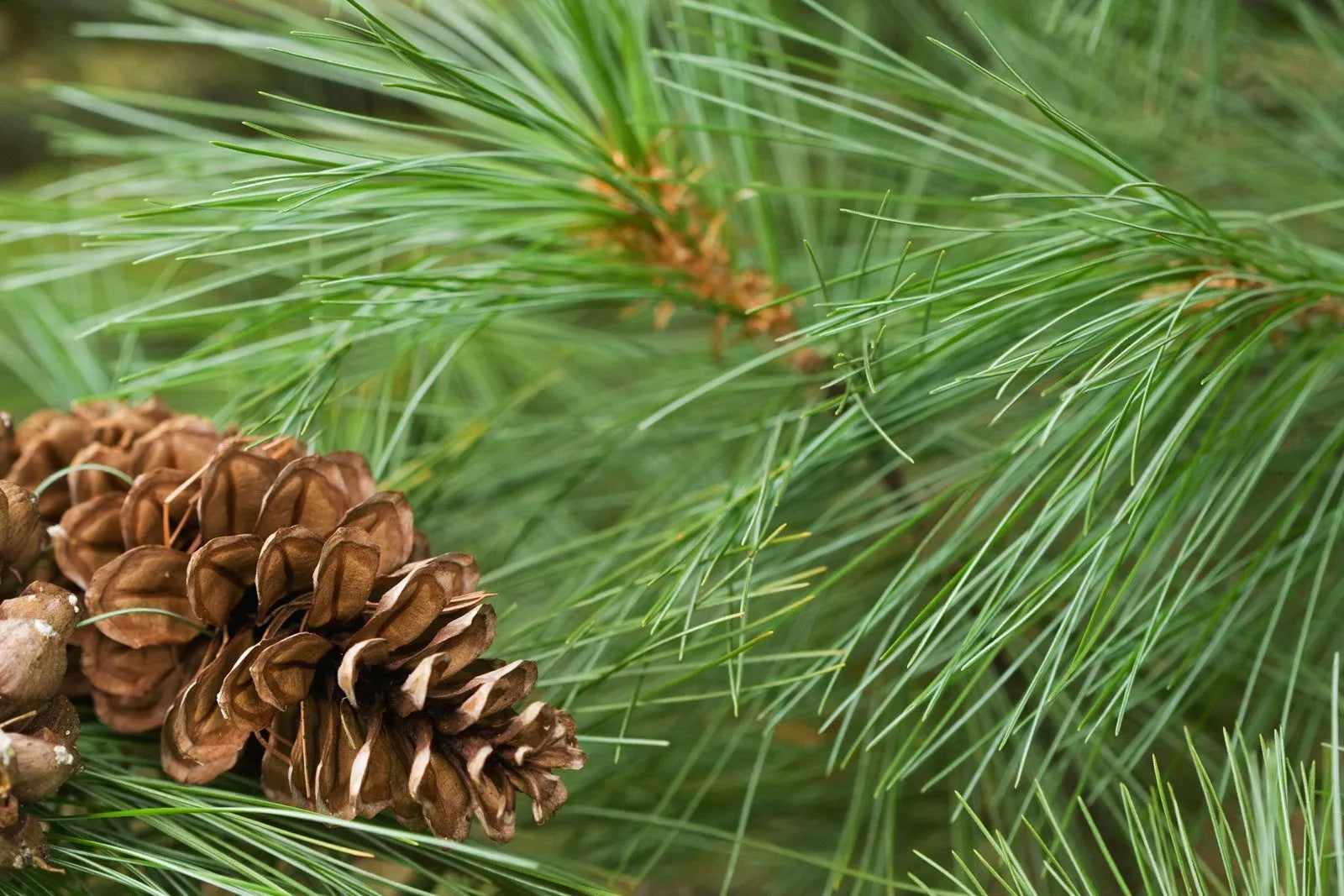 White Pine Tree Live Plant, Bare Root, Pinus strobus, 12+ Inches, Green Needles, Pyramidal Shape