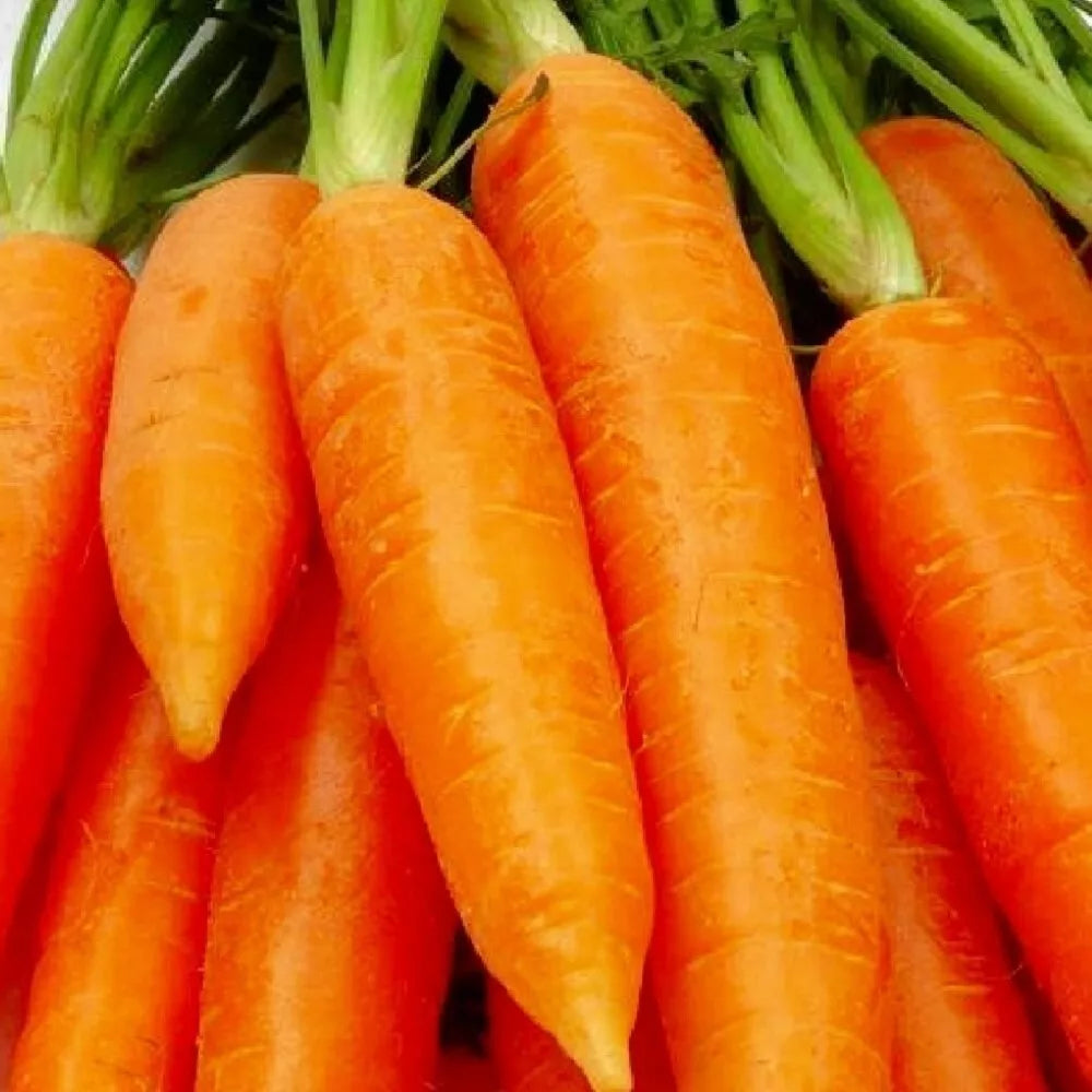 Chantenay Red Core Carrot Seeds | Heirloom Non-GMO | Daucus carota