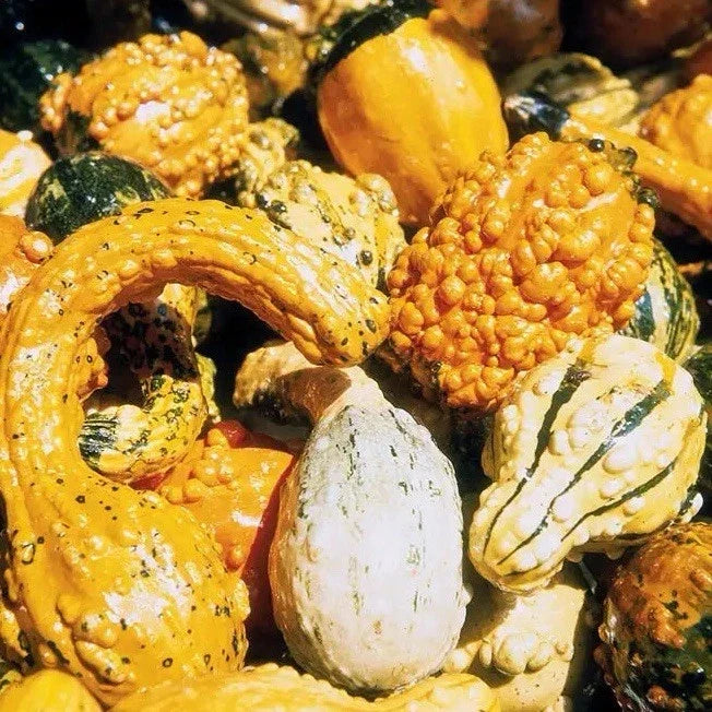 Gourd Seed Mix - Non-GMO Heirloom Variety - Decorative & Edible Gourds - Cucurbita pepo - Pack of 20+ Seeds