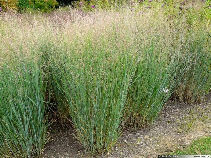 Switchgrass Seeds - 25 Packets - Ornamental Grass for Landscaping & Erosion Control - Panicum virgatum