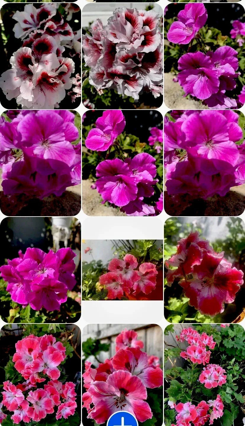 Live Geranium Plants Set of 3 - Perennial Pelargonium spp. - 8 Inches Tall