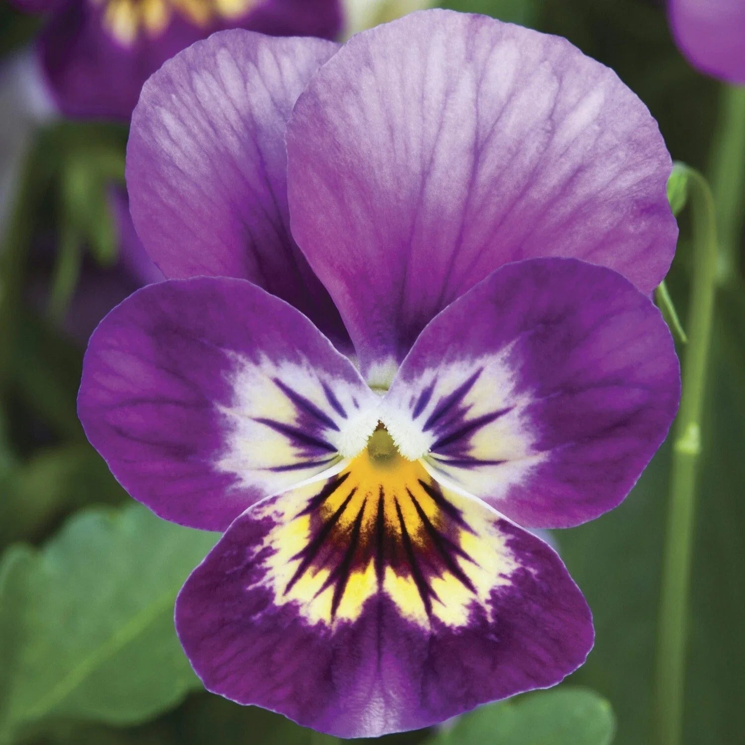 Viola Seeds 50 Pack Endurio Pink Purple Shades Flowering Plants for Garden & Container | Viola x wittrockiana