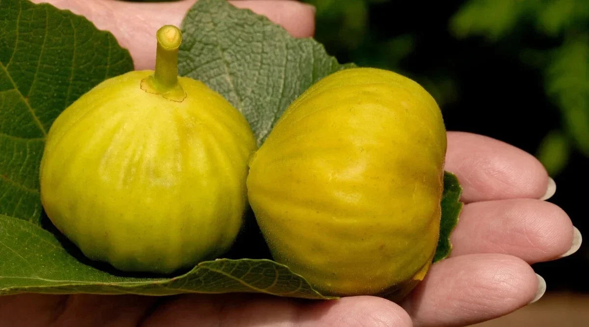 Smith Fig Seeds - 100+ Count Ficus carica for Home Garden Planting, Edible Figs, Non-GMO, Easy to Grow