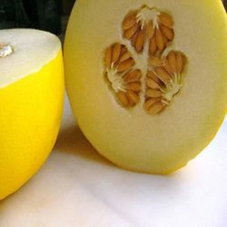 Organic Golden Yellow Musk Melon Seeds - Corral Honey Dew, Cucumis melo, Heirloom, Vining, Juicy, Sweet, Home Garden
