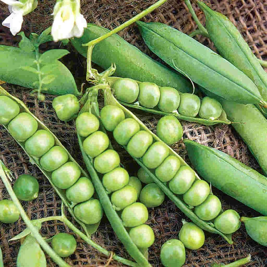 Little Marvel Garden Pea Seeds - Compact Semi-Dwarf, Non-GMO, Pisum sativum