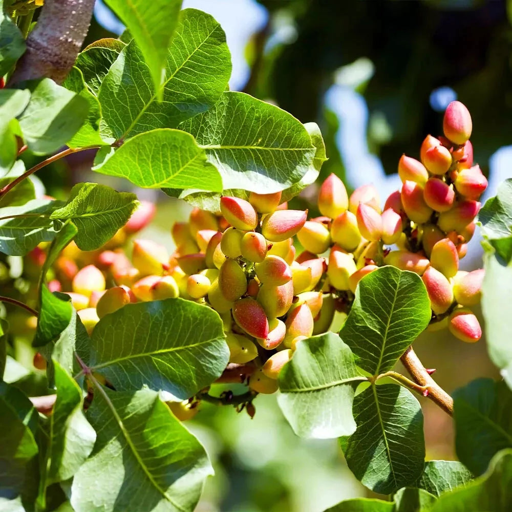 Pistachio Nut Tree Seeds - Edible Garden Plant - Pistacia vera - Hardy Zone 7, Full Sun, Deciduous Tree