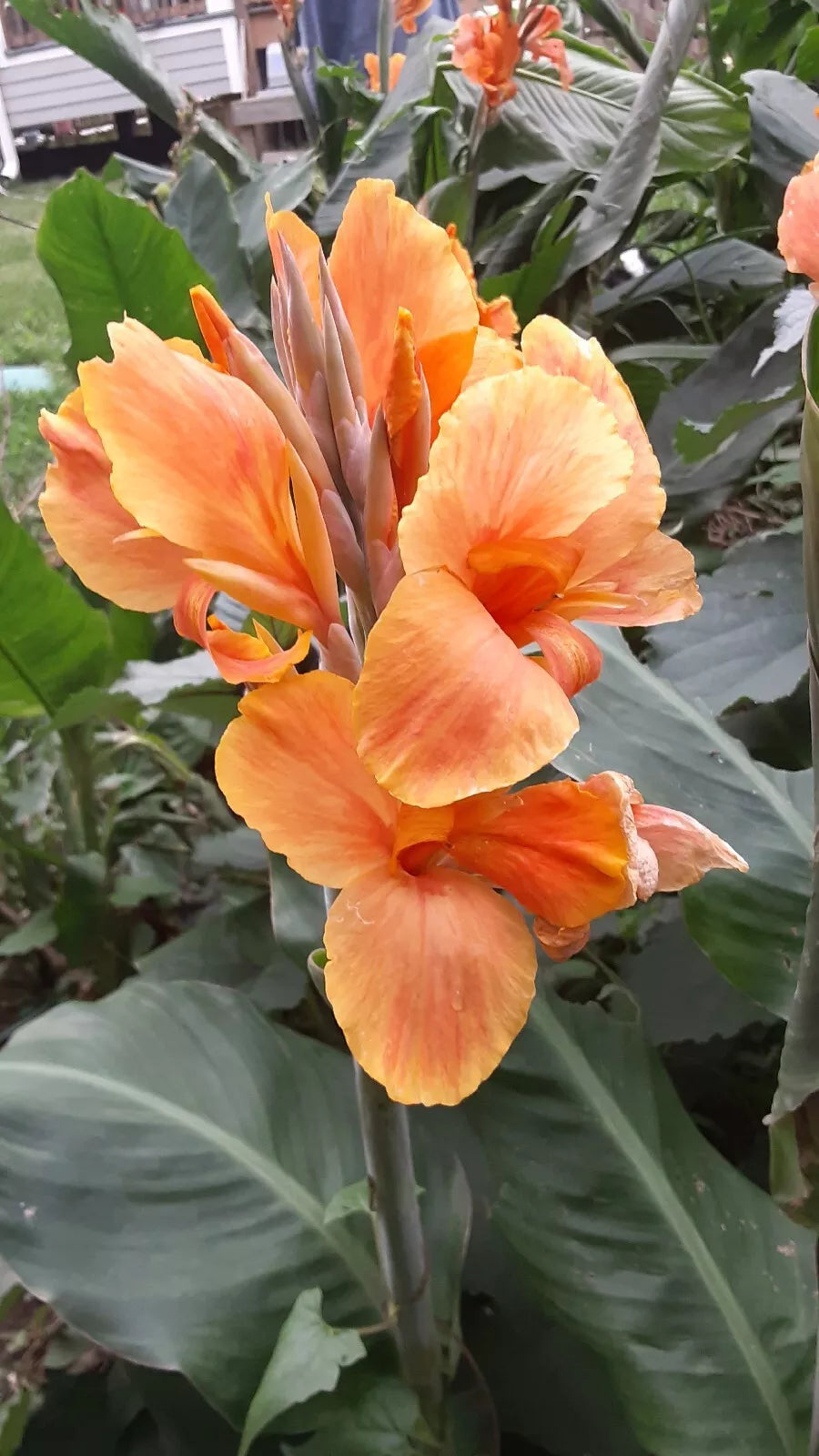 Canna Lily Bulbs 2 Count Sunrise Variety Canna indica Tropical Garden Flowers
