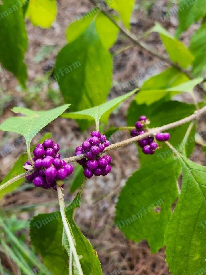 Fresh Mulberry Bush Cuttings, Callicarpa americana, Purple Beauty Berry, 12 Pack for Propagation