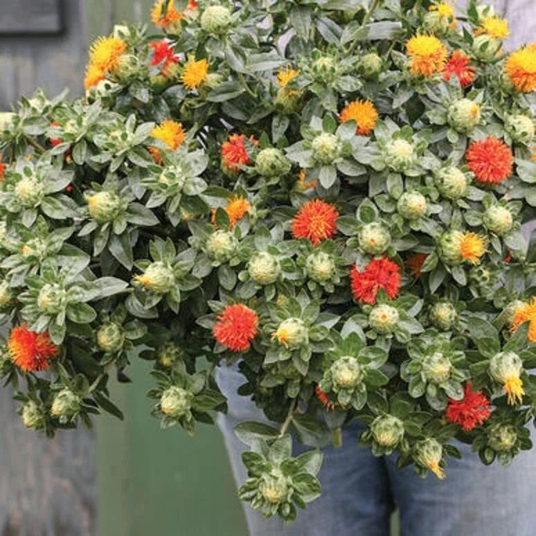 Zanzibar Safflower Flower Seeds - Mixed Color Carthamus tinctorius for Garden Planting, Attracts Pollinators