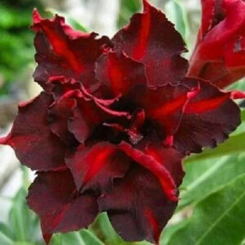 Dark Red Desert Rose Seeds - Adenium obesum - 4 Pack - US Seller