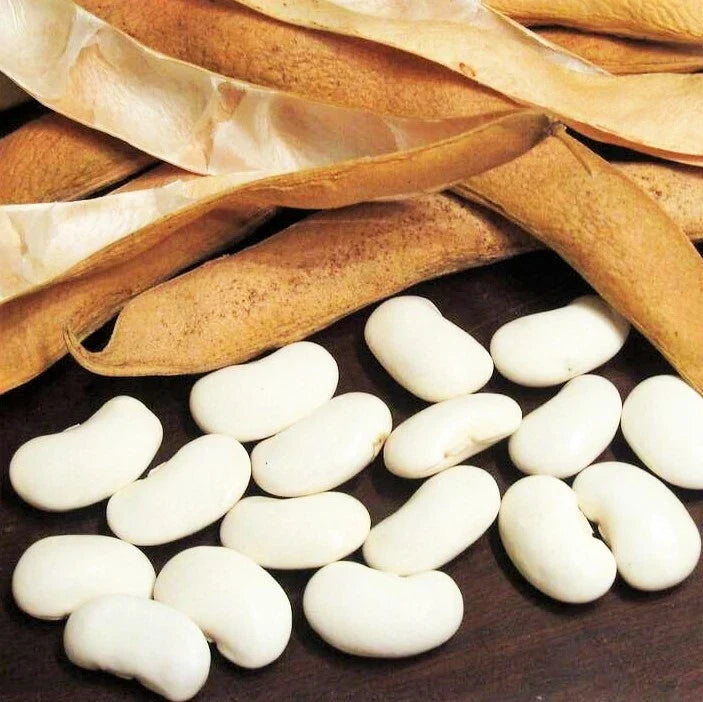 Navy Bean Seeds for Planting | Phaseolus vulgaris | Bush Type | Great White Northern Beans | Vegetable Seeds 2025