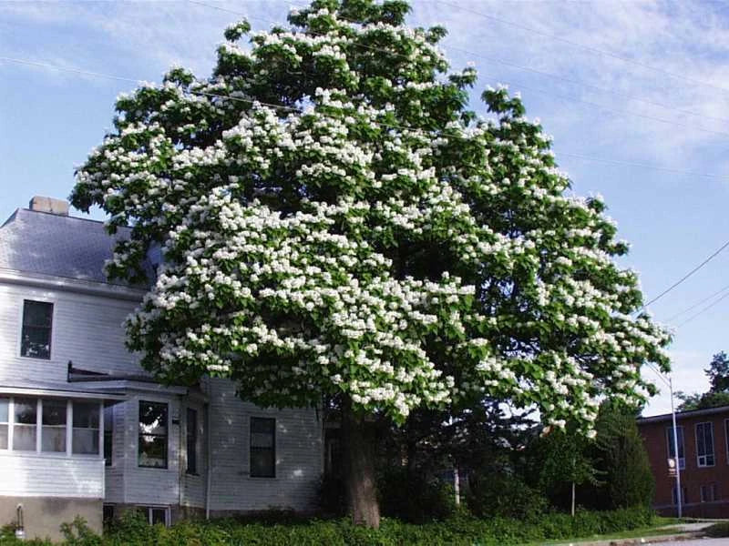 Northern Catalpa Tree Seeds - Set of 100+ | Catalpa speciosa | Drought Resistant, Hardy Zones 5-9, Deciduous Tree Seeds