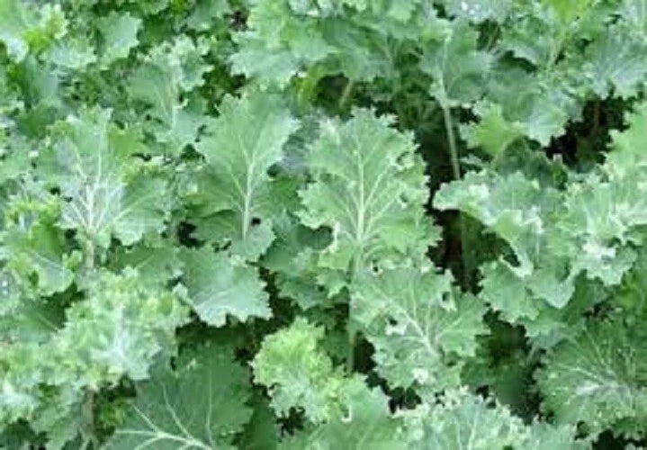 Organic Heirloom Siberian Dwarf Kale Seeds – Brassica oleracea, Compact, Non-GMO, Cold & Hot Climate Suitable, Pack of 100