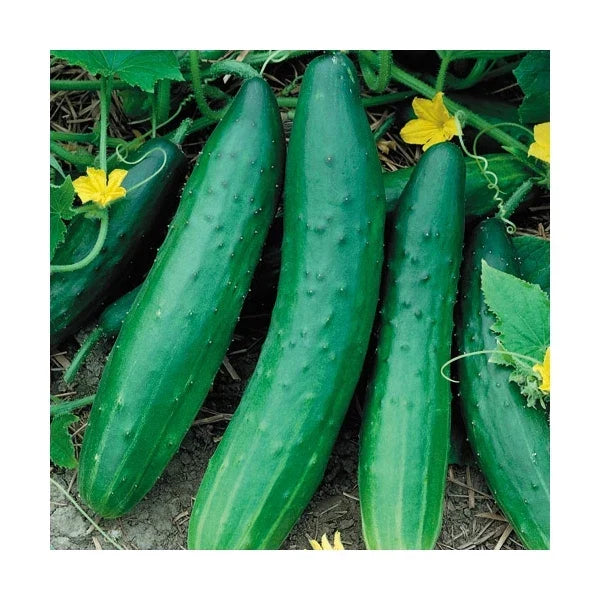Cucumber Seeds - Garden Sweet Burpless Variety - Fresh Heirloom Cucumis sativus