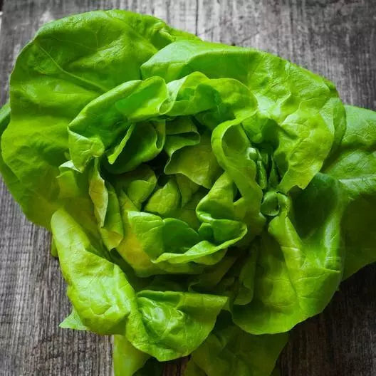 Butterhead Lettuce Seeds - 2000 Non-GMO Organic Lactuca sativa for Home Gardening, Salad, Wraps
