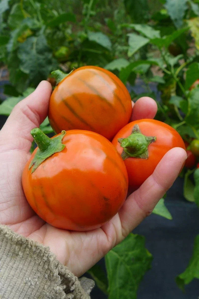 Turkish Orange Eggplant Seeds - 25+ Organic Heirloom Non-GMO Vegetable Seeds