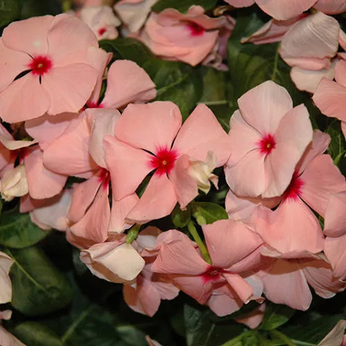 Vinca Seeds 500 Count Sunsplash Apricot GL Catharanthus roseus Flowering Plant Seeds for Garden Landscape