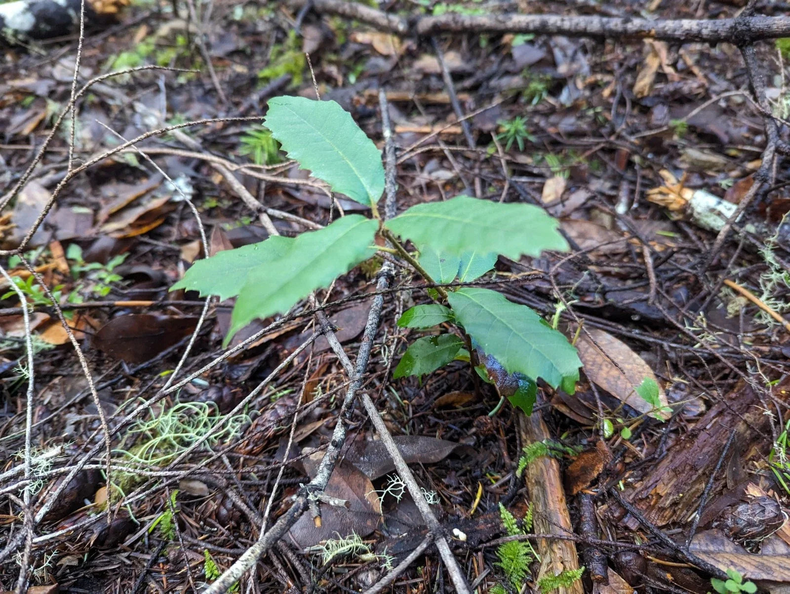 Tan Oak Seedling 4-inch Notholithocarpus densiflorus Native Tree for Landscaping and Restoration