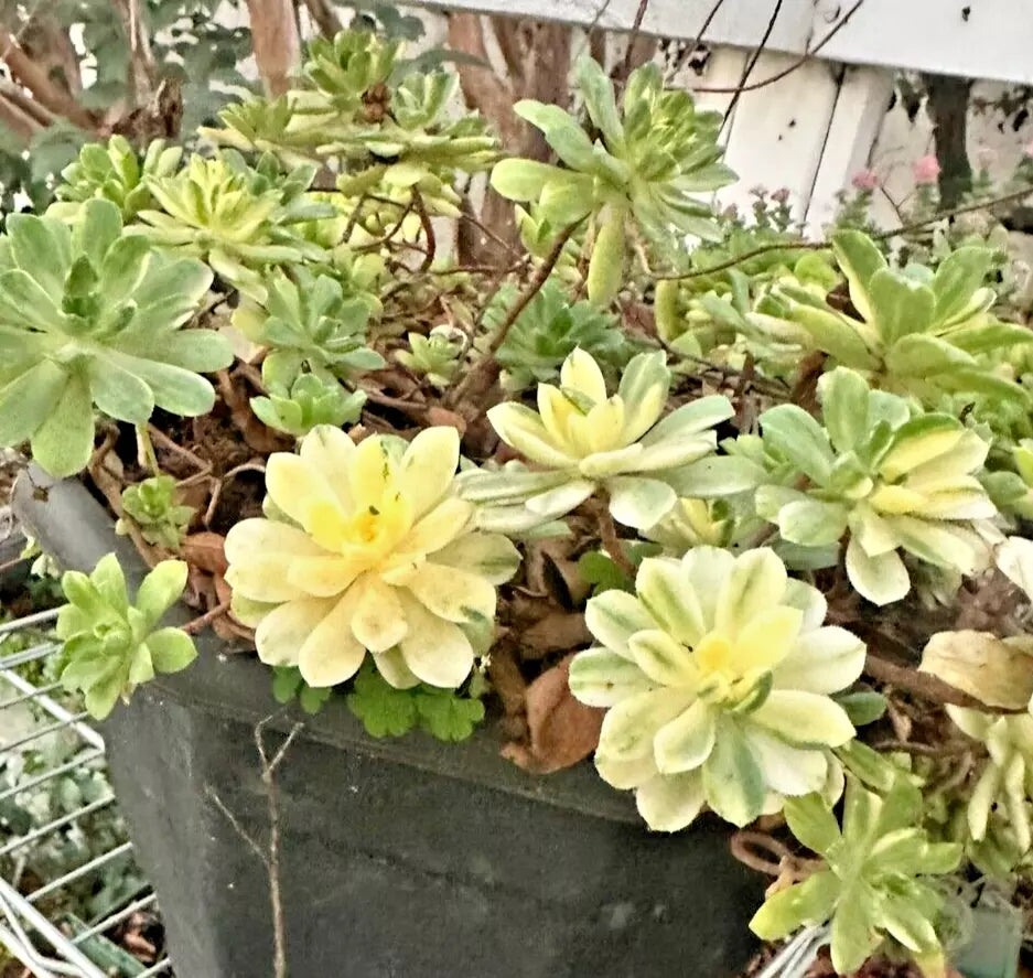 Succulent Plant Cuttings, Aeonium castello-paivae 'Harry Mak', Variegated Foliage, 3 Live 1" Plants, Densely Branched Rosettes