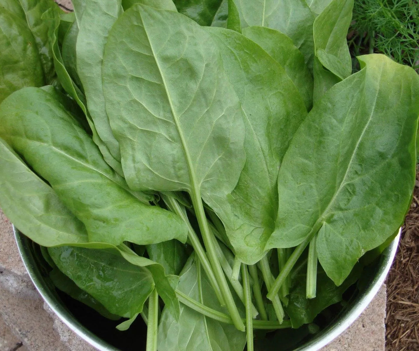 Large Leaf Sorrel Seeds - Rumex acetosa, Heirloom, Non-GMO, 50+ Seeds for Culinary Gardens
