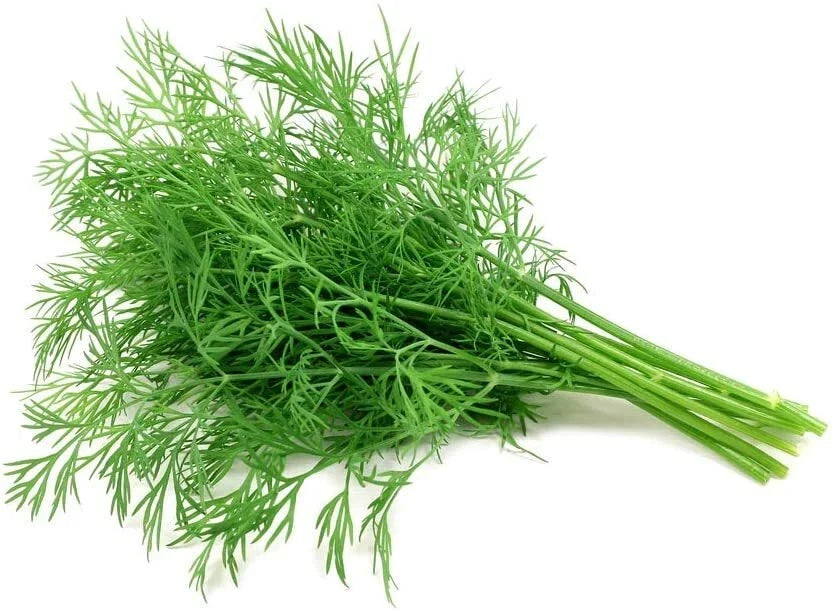 Dill Seeds - 200 Count for Growing Anethum graveolens Herb, Aromatic Foliage, Culinary, Easy to Grow, Annual Herb