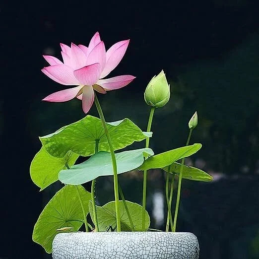 Bonsai Lotus Seeds for Planting | 10 Pack | Aquatic Flowering Nelumbo nucifera | Water Garden, Pond, Container
