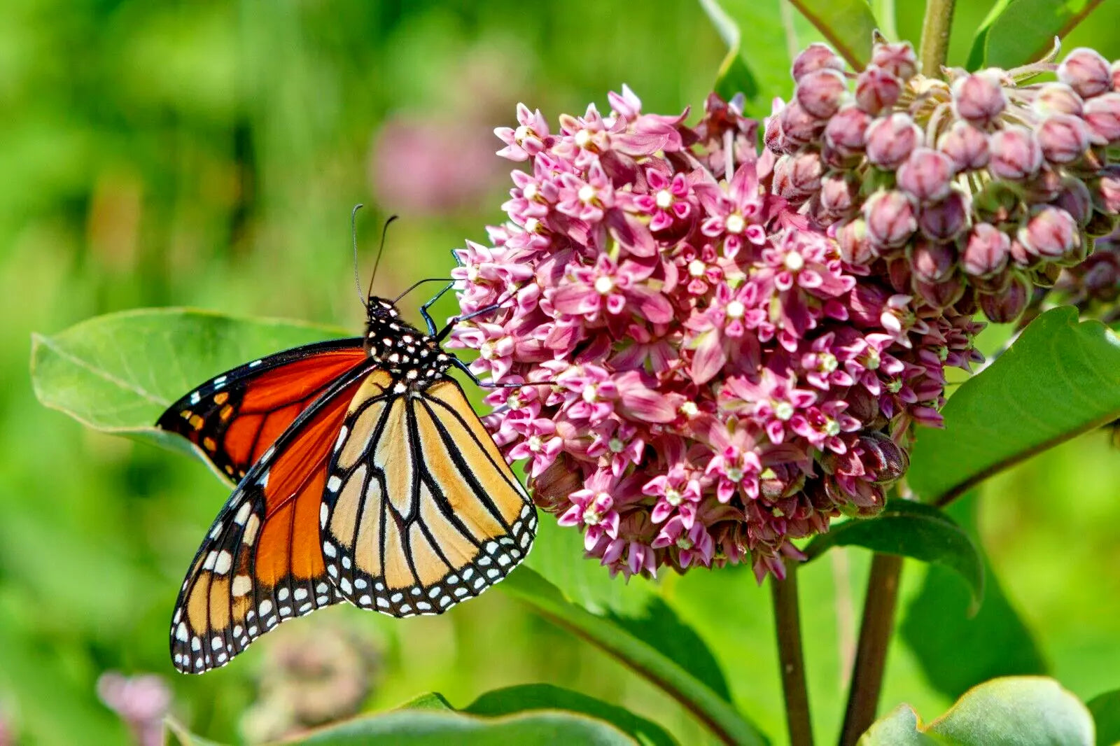 Pink Milkweed Seeds 100 Count, Butterfly-Friendly Perennial Wildflower, Asclepias Syriaca for Pollinator Gardens