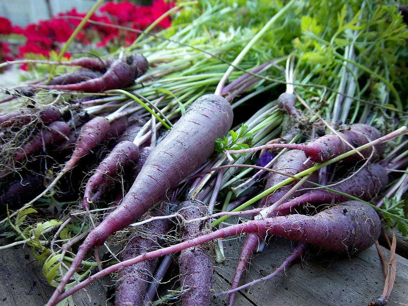 Carrot Seeds - Cosmic Purple - 120 Seeds - Daucus carota - GroCo USA