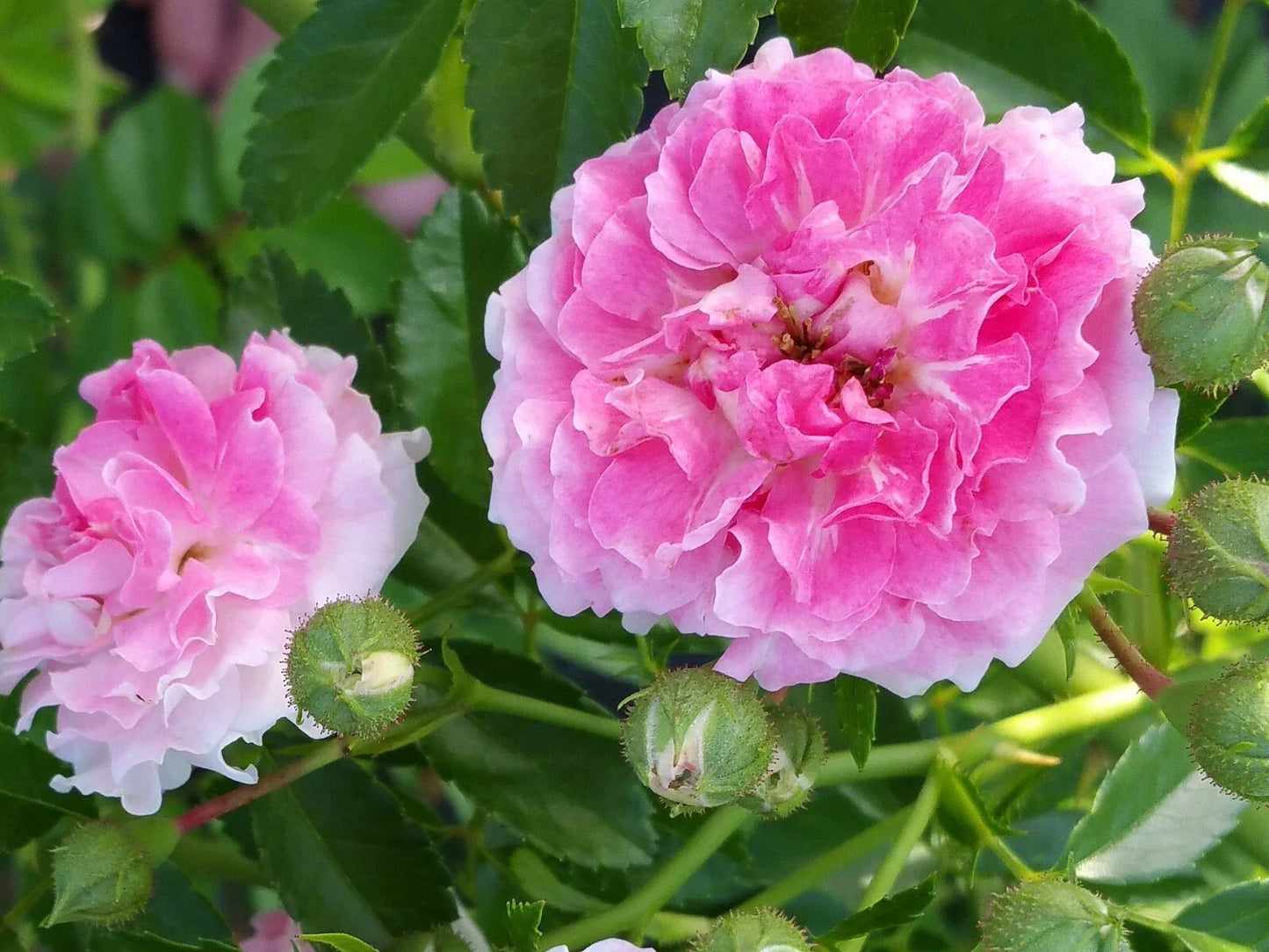 7 Sister Rose Plant Cuttings - Perennial Climbing Rose with Pink Flowers, 5+ Cuttings