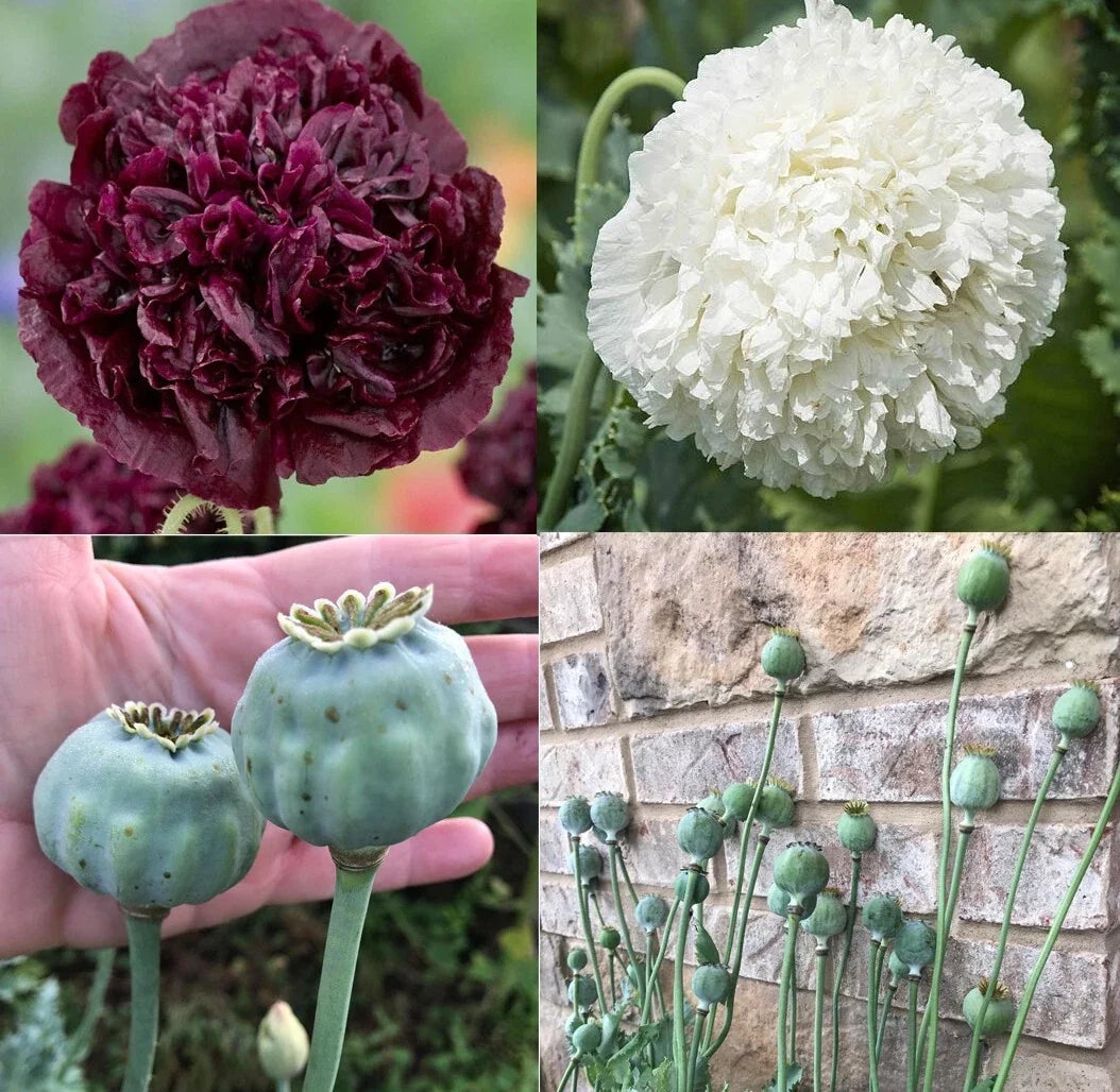 Non-GMO Poppy Seeds TUXEDO Mix Black & White Double Peony Blooms Papaver somniferum, 500 Seeds