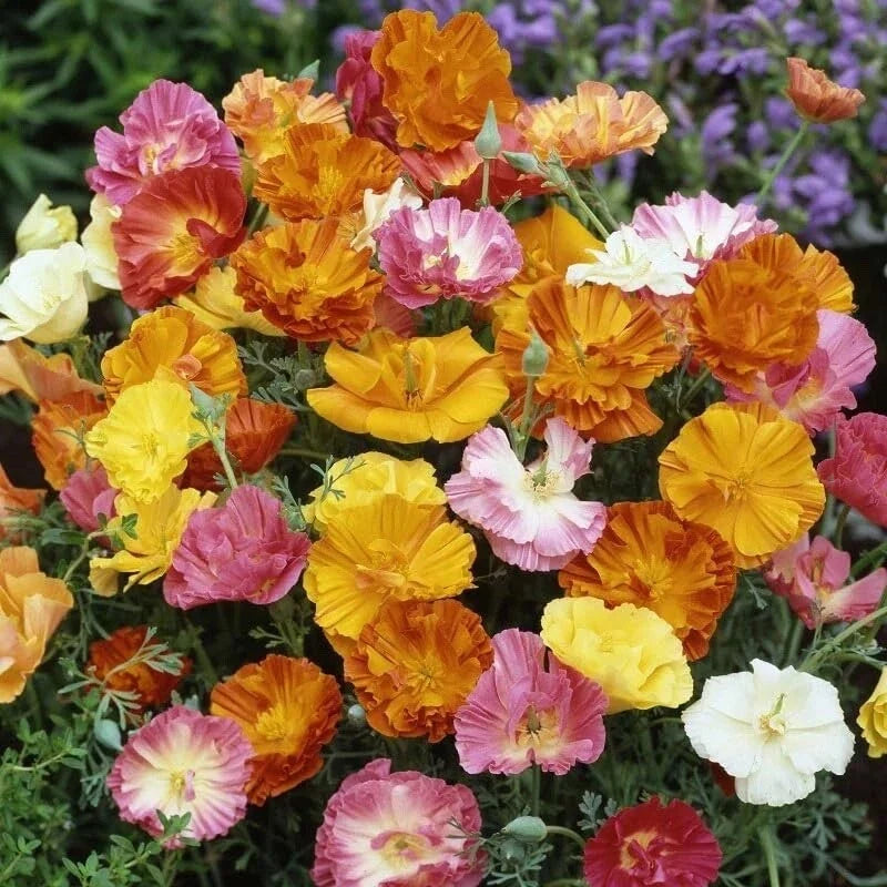 Poppy Flower Seeds Ballerina Mix 50 Count Papaver rhoeas, Easy to Grow, Vibrant Colors, Attracts Pollinators