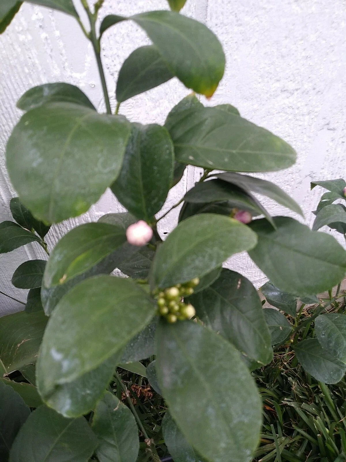 Live Lemon Tree in 3-Gallon Pot | Citrus limon Blooming Indoor/Outdoor Plant