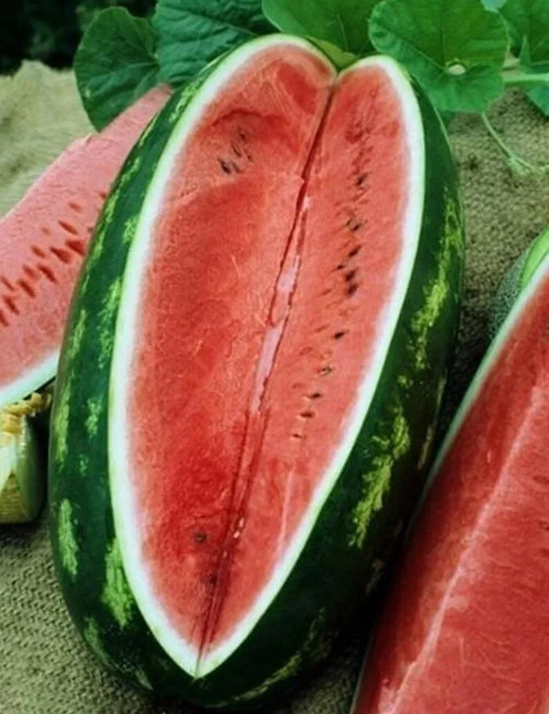 Congo Watermelon Seeds - Organic Citrullus lanatus for Home Garden, Juicy Melons, Non-GMO, USA Grown, 40 Seeds