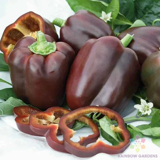 Chocolate Bell Sweet Pepper Seeds - 25+ Heirloom Capsicum annuum for Garden Planting, Indoor & Outdoor, Full Sun