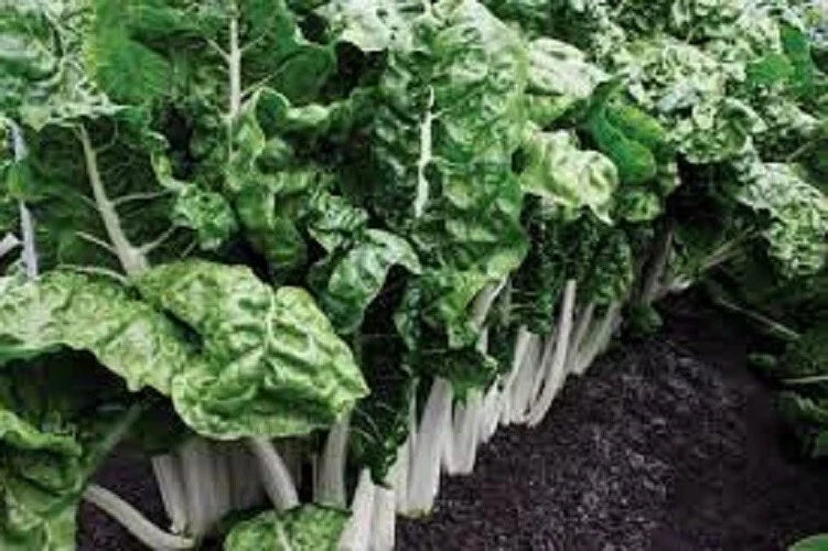 Premium Organic Heirloom Swiss Chard Seeds - Fordhook Giant Beta vulgaris subsp. cicla, Non-GMO, Large Tender Leaves, Vegetable Seed Packet