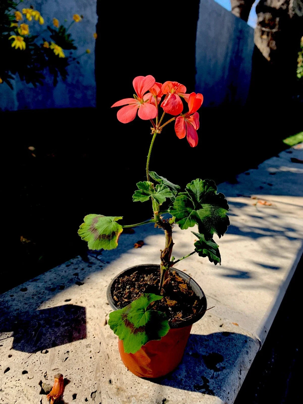 Geranium Live Plant in 3 Inch Pot, Salmon Pink Flowers, Pelargonium × hortorum, Compact, Drought Tolerant