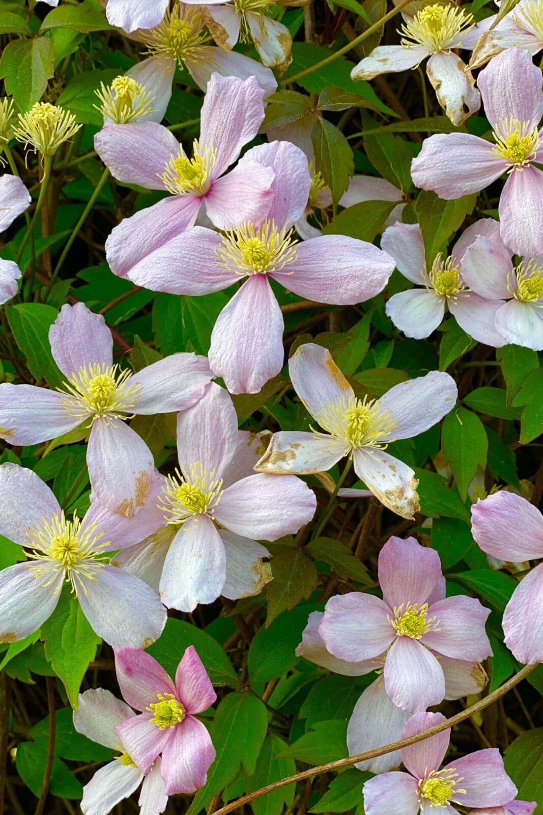 Rue Anemone Bare Root Plant - Thalictrum thalictroides - Perennial Ground Cover for Shade Gardens