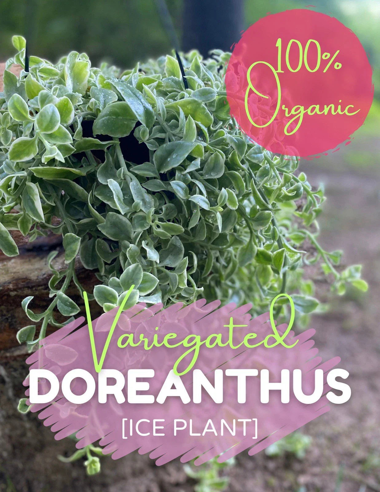 Variegated Ice Plant Cutting, Organic Dorotheanthus, Succulent Live Rooted Plant, Drought Tolerant, Free Shipping