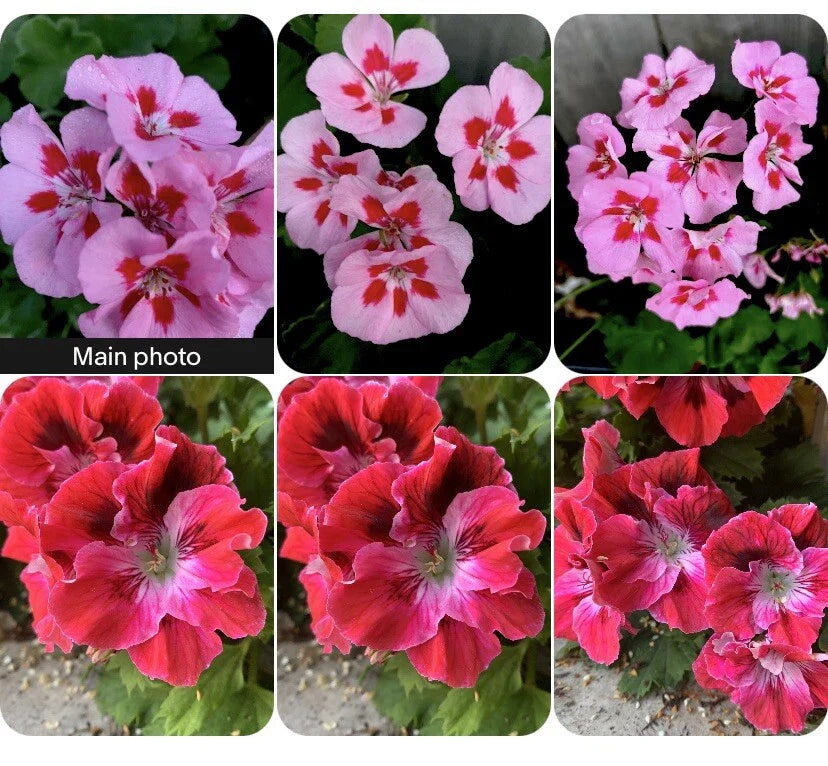 Rare Geranium Plants Set of 2 - 8-10 Inch Tall in 3-Inch Pots, Unique Varieties